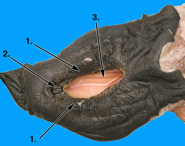 vulva label