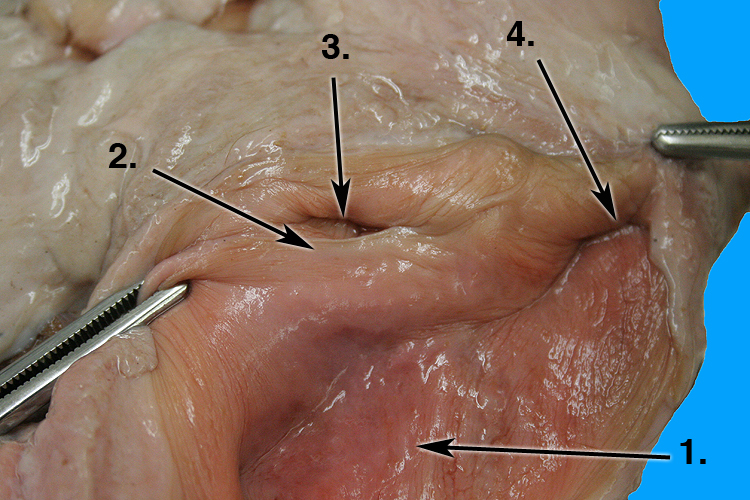 posterior vagina