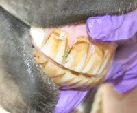 normal teeth apposition of 6 yr old mare, teeth well care for
