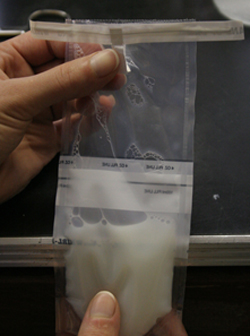 semen in whirlpac bag. air is expressed by running the bag over the edge of the table