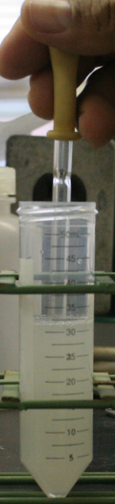 putting cushion on the bottom with pasteur pipette