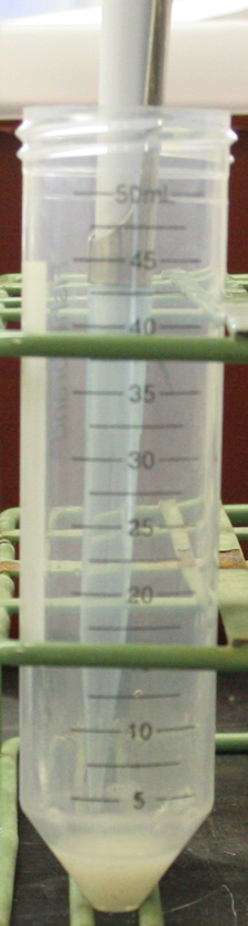 removing sperm pellet from the conical tube