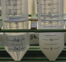 50 ml conical tubes with 20 ml clear centrifugation buffer and 10 ml semen