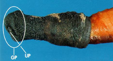 photo of glans penis and urethral process