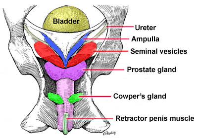 dorsal view diagram of the pelvic tract
