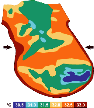 scrotal temperature of stallion testes