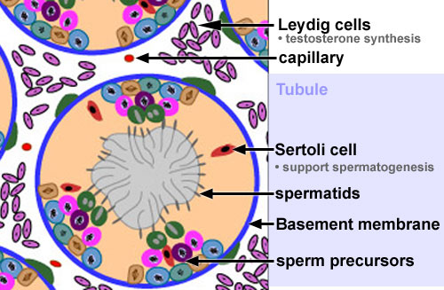 labeled diagram of seminiferous tubules