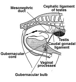 testicular descent in 75 day fetus