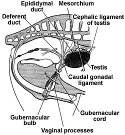 testicular descent in 175 day fetus