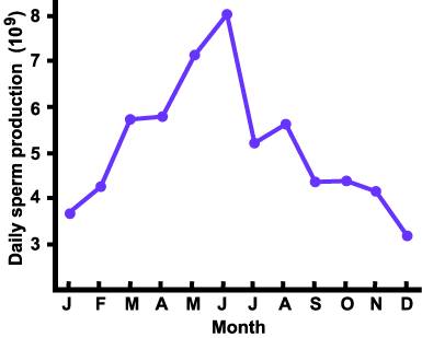 effect of season on daily sperm output . the highest output is May-June with the lowest in the winter months (dec-jan) for stallion in the northern hemisphere