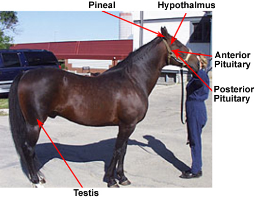 endocrine glands of the stallion in vivo