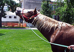 stallion doing a flehmen lip curl