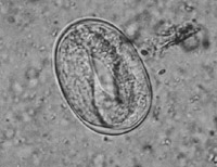 strongyloides westerli, threadworms