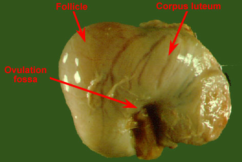 mare ovary with a follicle, corpus luteum and ovulation fossa labelled