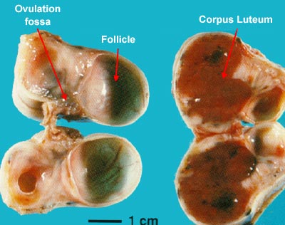 photo of one mare ovary with follicle and ovulation fossa and one ovary with a corpus luteum.