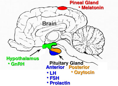 endocrine organs of the brain