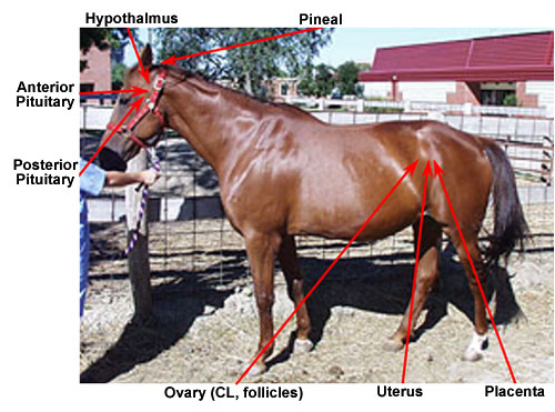 endocrine glands of the mare