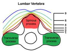 diagram of lumbar vertebra