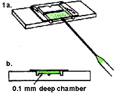 drawing of hemocytometer