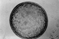 day 7 embryo