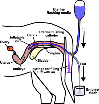 diagram of embryo recovery