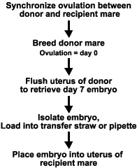 scheme for et: synchronize donor and recipient, breed donor, retrieve embryo at day 7 and put embryo in recipient mare