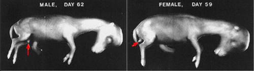 showing the genital tubercle in the male and female fetus